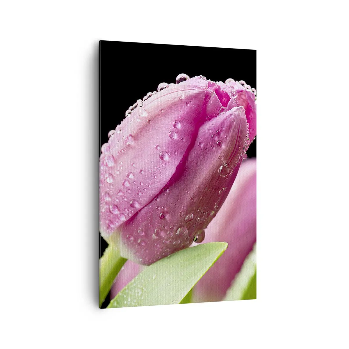 Impression sur toile - Image sur toile - Tulipe rose avec des gouttes d'eau sur fond noir - 80x120cm - Rêve de lilas dans la rosée - Décoration murale moderne pour le salon et la chambre ARTTOR