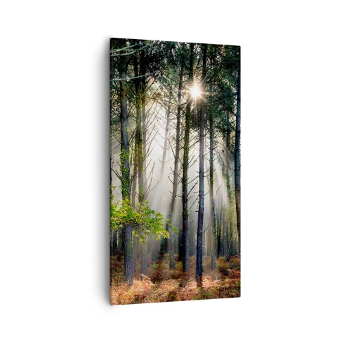 Impression sur toile - Image sur toile - Une zone forestière - 55x100 cm