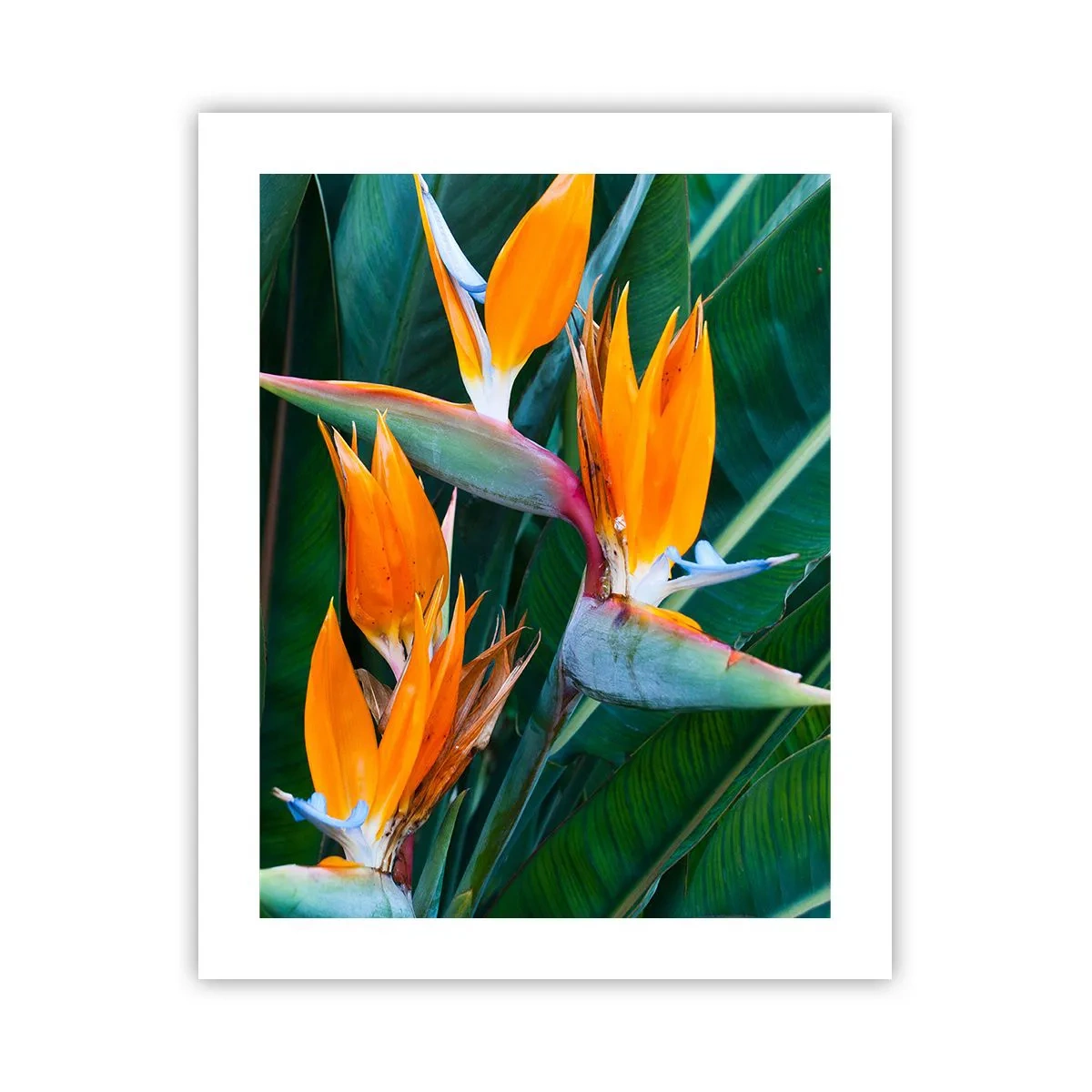 Affiche - Poster - Est-ce une fleur, est-ce un oiseaux? - 40x50 cm