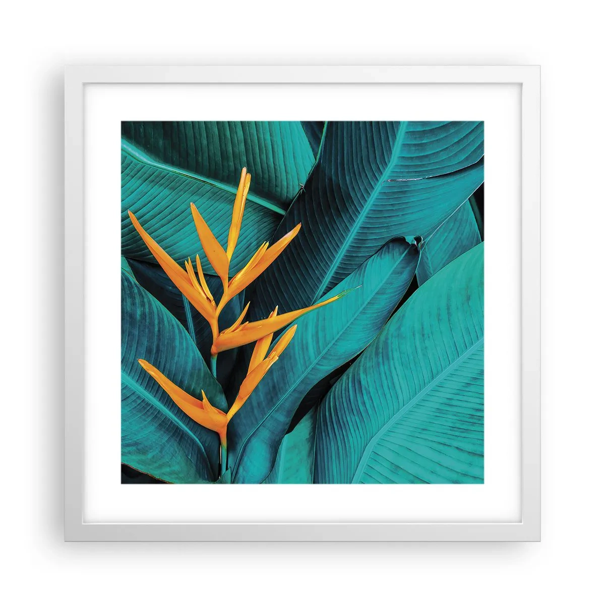 Affiche dans un cadre blanc - Poster - Fleur d'Eden - 40x40 cm