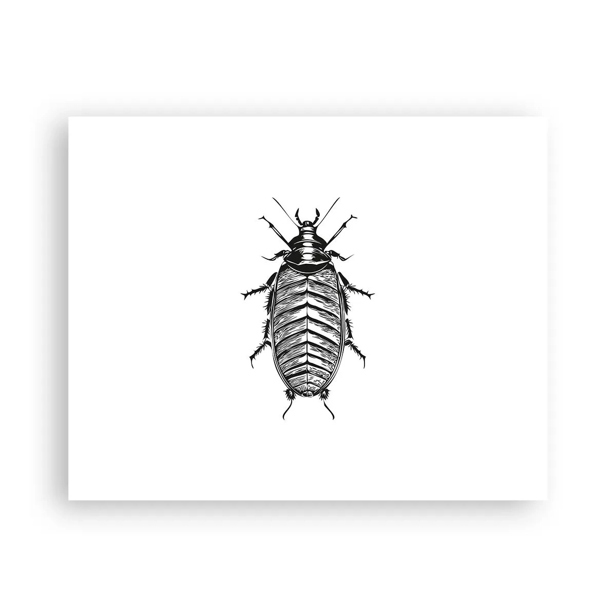 Affiche - Poster - Quel spécimen! - 50x40 cm