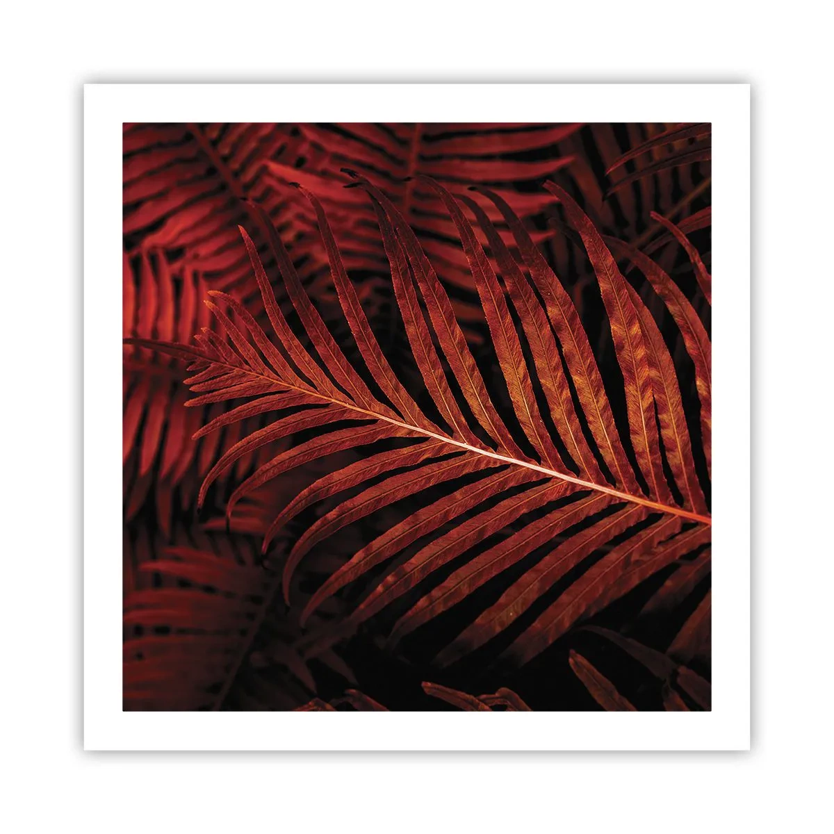 Affiche - Poster - Chaleur de la vie - 60x60 cm