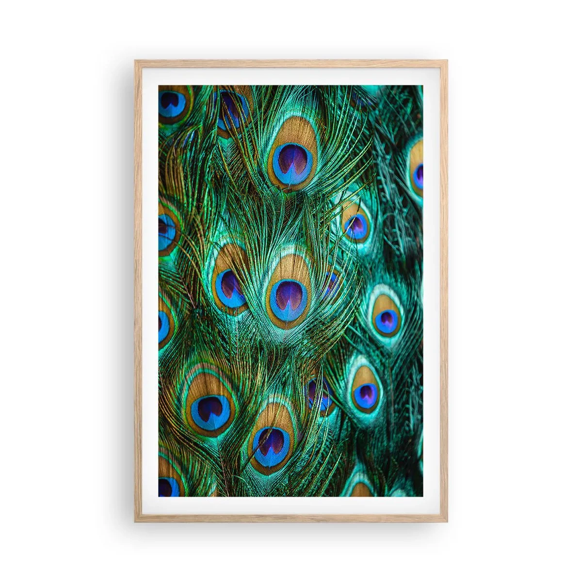 Affiche dans un chêne clair - Poster - Un regard de paon - 61x91 cm