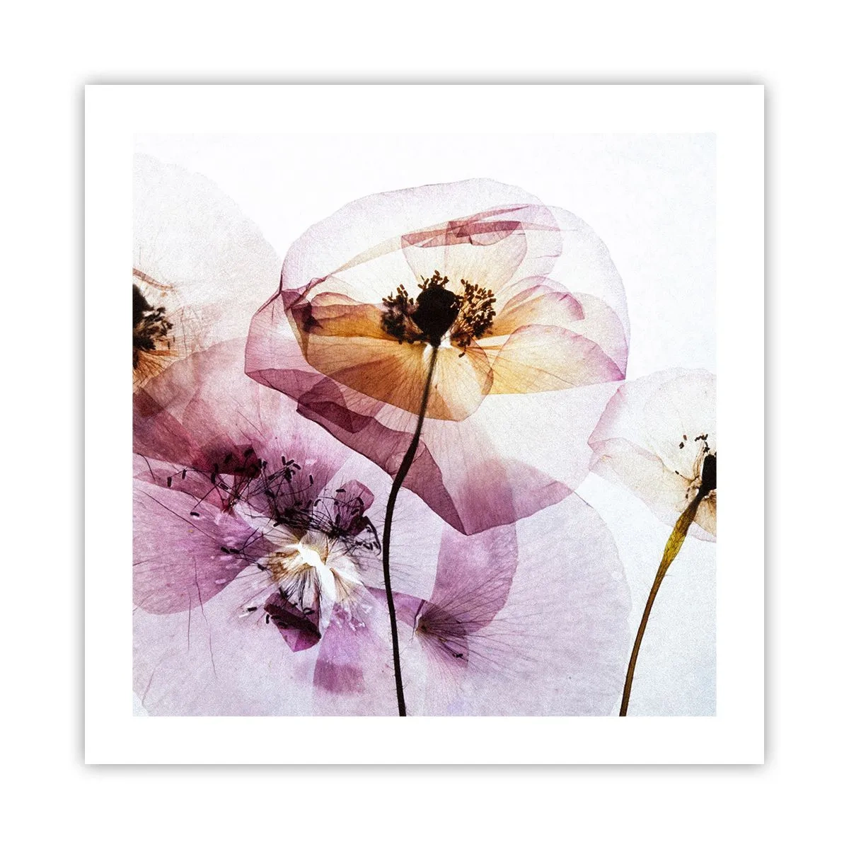 Affiche - Poster - Corps de fleurs transparente - 50x50 cm