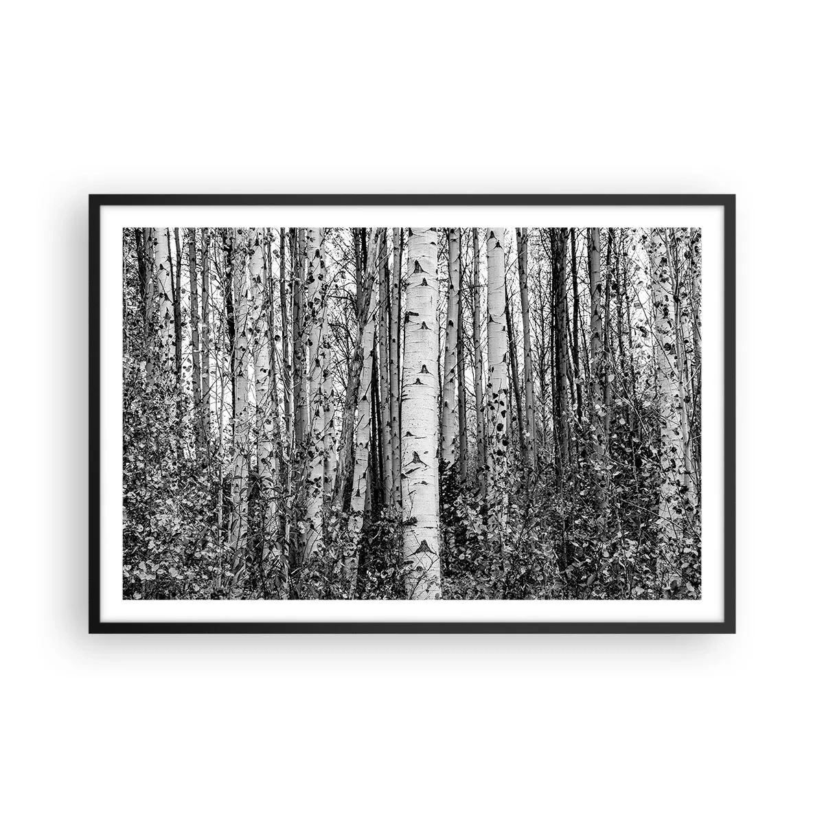 Affiche dans un cadre noir - Poster - Enchevêtrement de bouleau - 91x61 cm