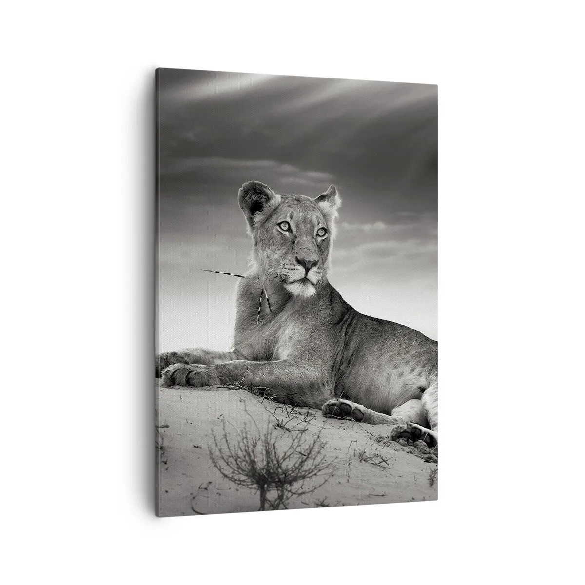Impression sur toile - Image sur toile - Portrait noir et blanc d'une lionne dans la savane - 50x70cm - La reine du désert reste - Décoration murale moderne pour le salon et la chambre ARTTOR