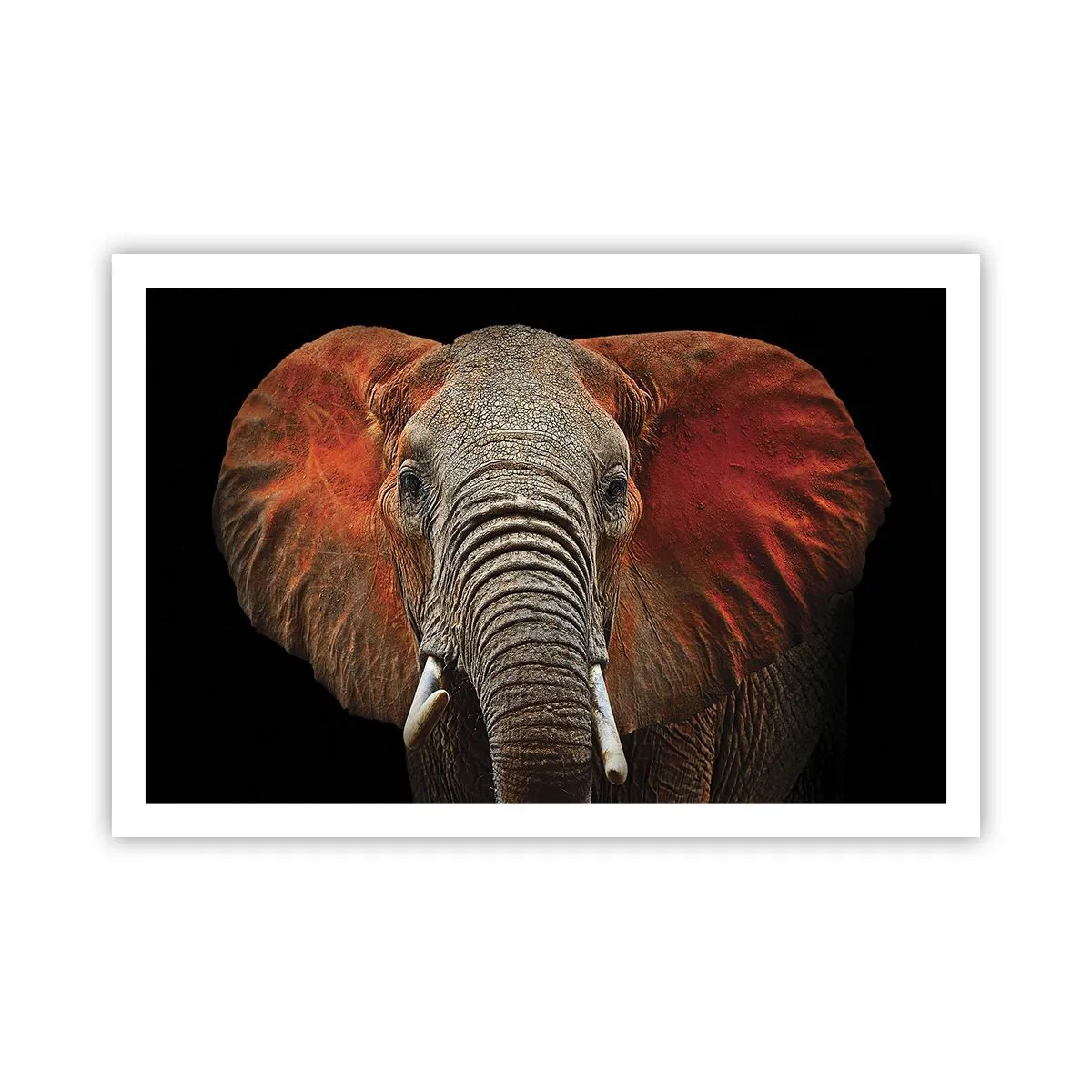 Affiche - Poster - Je suis sauvage, et toi? - 91x61 cm