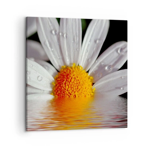 Impression sur toile - Image sur toile - Le soleil levant des marguerites - 50x50 cm