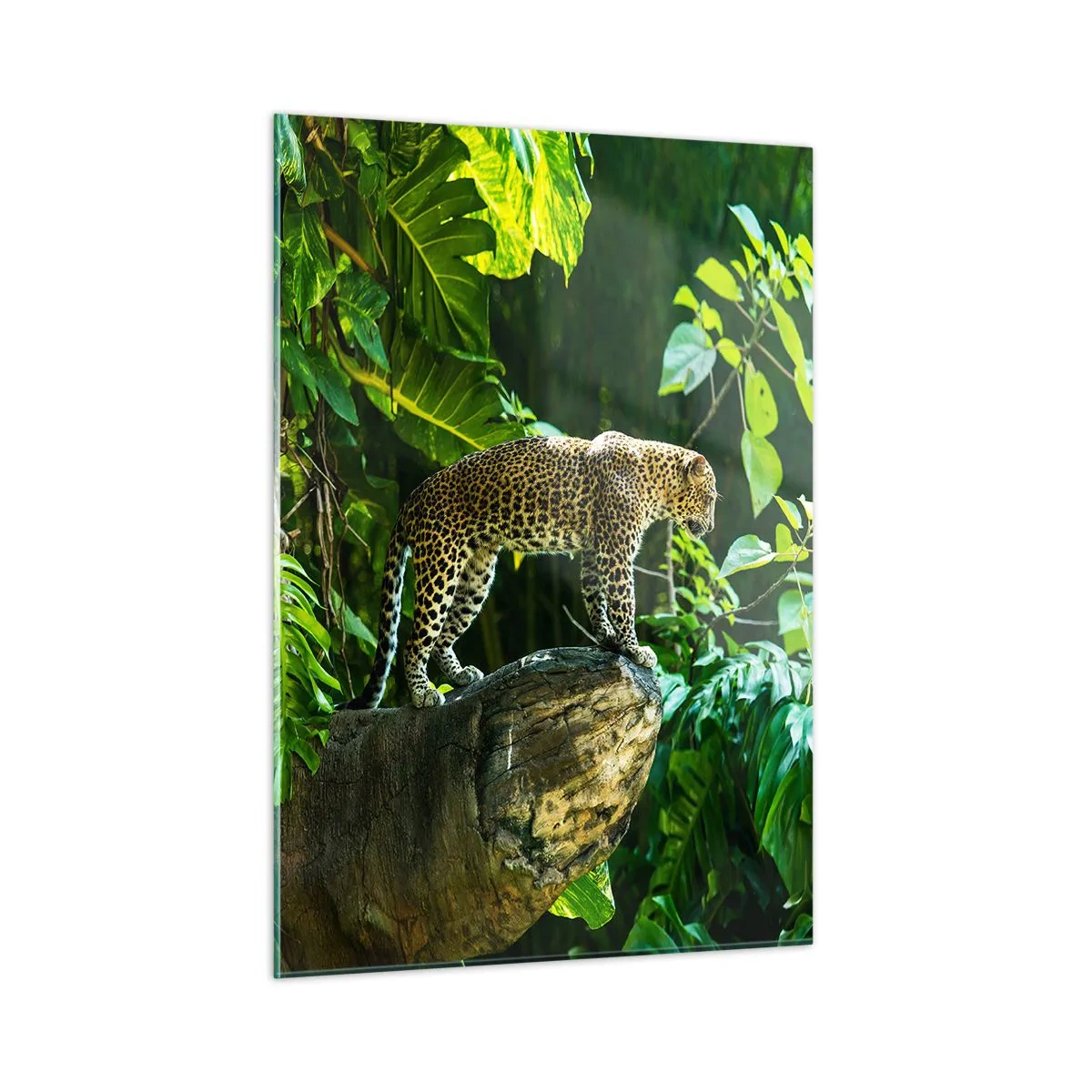 Impression sur verre - Image sur verre - Léopard sur un rocher dans la jungle tropicale - 50x70cm - À la chasse? - Décoration murale moderne pour le salon et la chambre ARTTOR