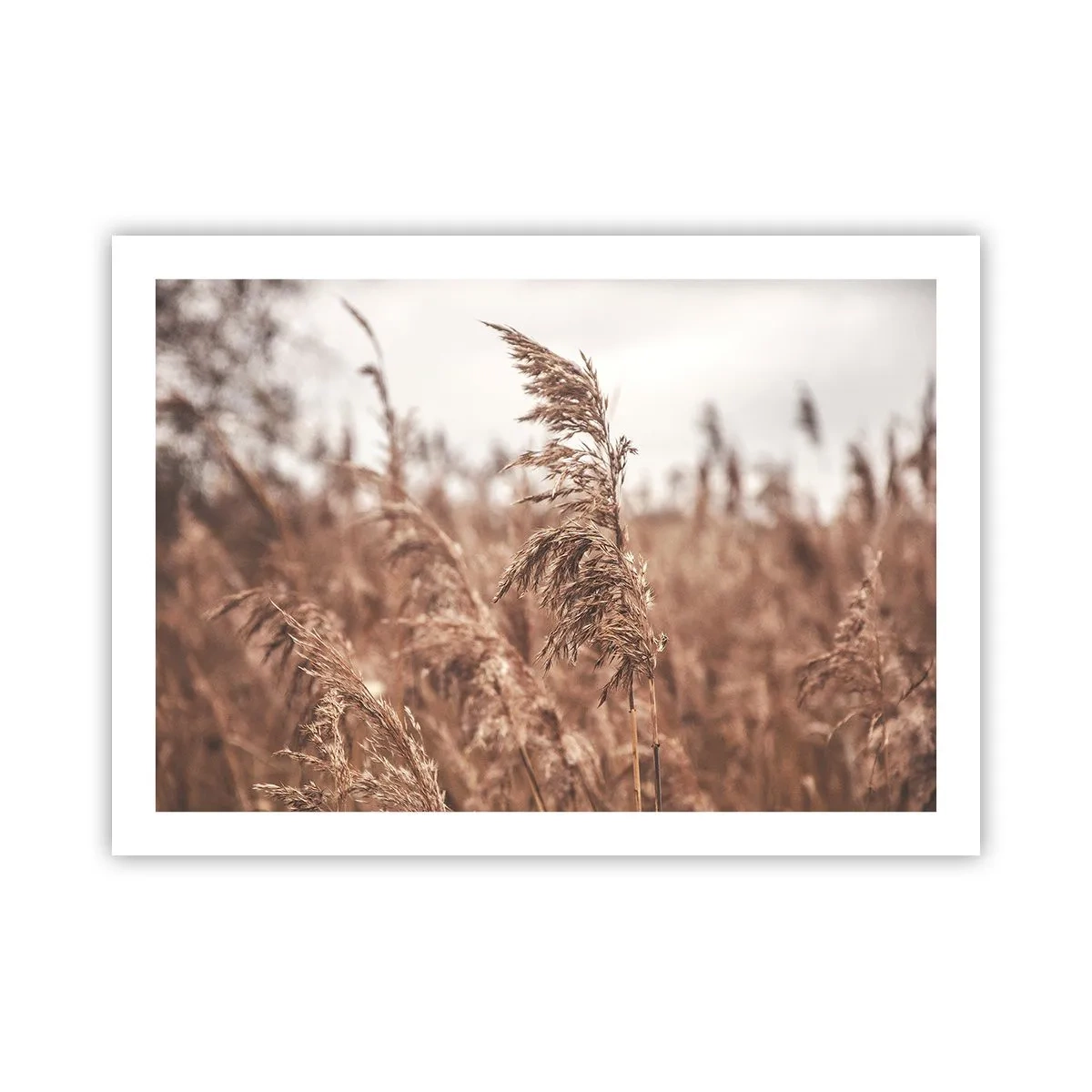 Affiche - Poster - C'est déjà l'automne dans les champs - 70x50 cm