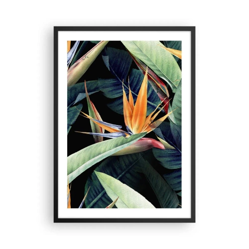 Affiche dans un cadre noir - Poster - Fleur de strelitzia exotique sur fond sombre - 50x70cm - Fleurs flamboyantes des tropiques - Décoration murale moderne pour le salon et la chambre ARTTOR