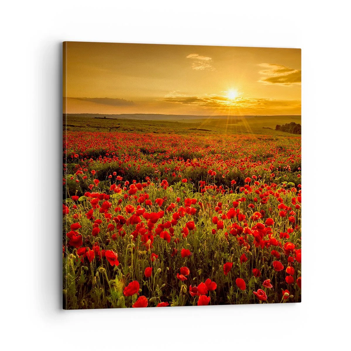Impression sur toile - Image sur toile - Parmi les vagues des prairies bruissantes, parmi les fleurs du déluge - 70x70 cm