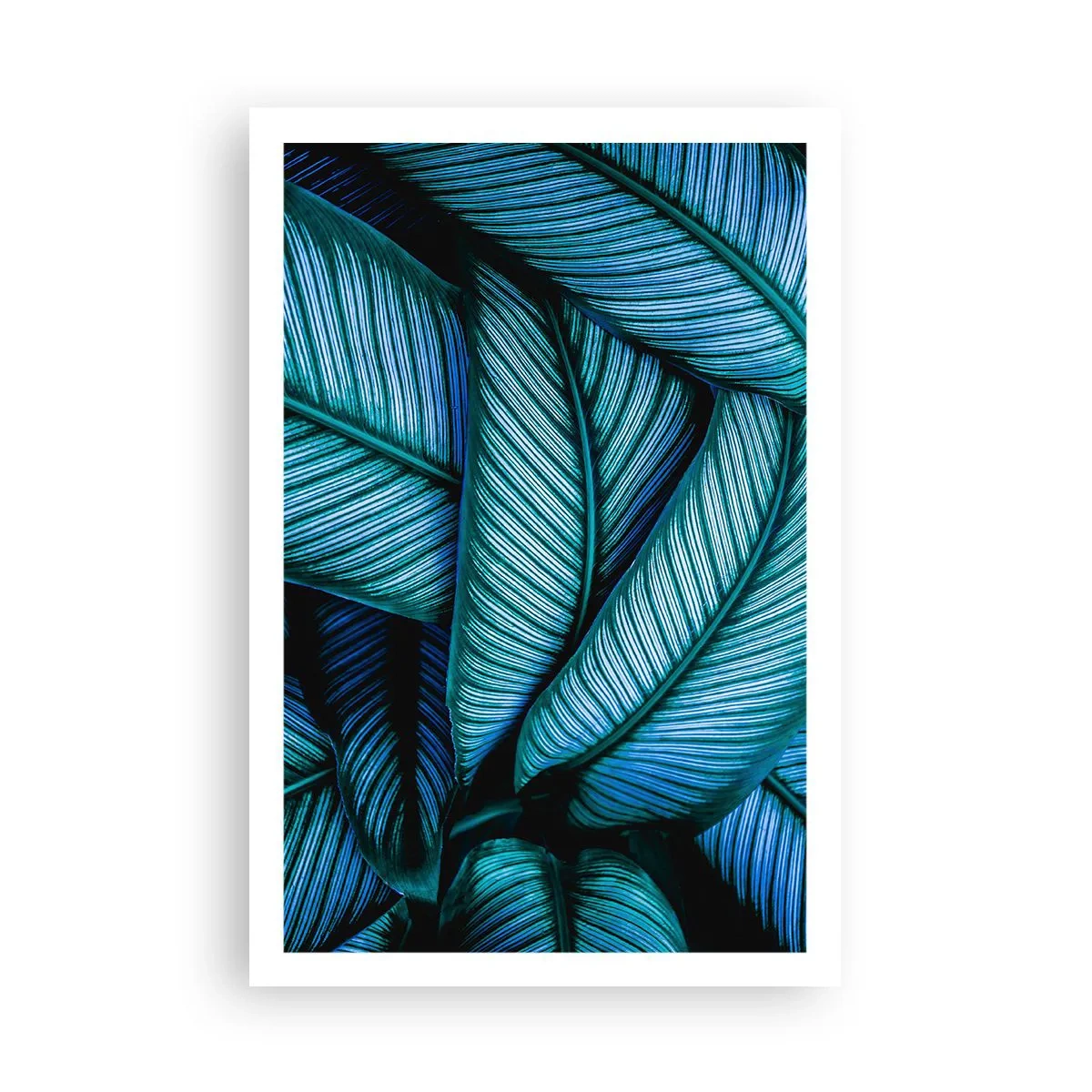 Affiche - Poster - Lignes de vie - 61x91 cm