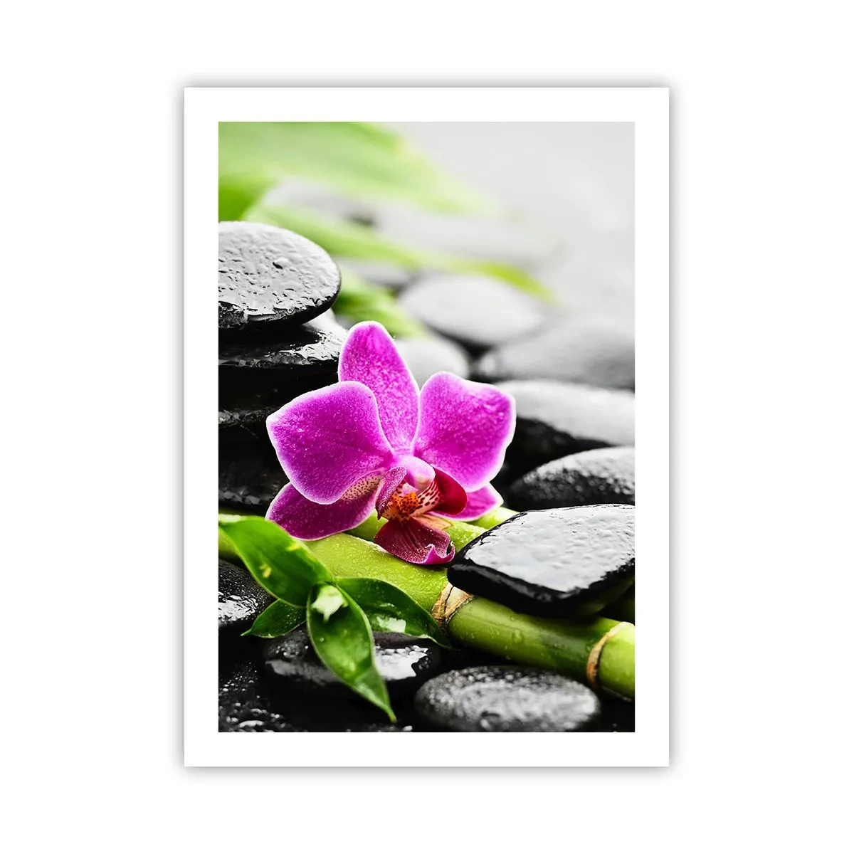 Affiche - Poster - Orchidée violette sur pierres humides et feuilles vertes - 50x70cm - Dans un équilibre de calme - Décoration murale moderne pour le salon et la chambre ARTTOR