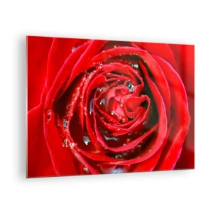 Impression sur verre - Image sur verre - Gros plan d'une rose rouge avec des gouttes de rosée - 70x50cm - Dans les gouttes de rosée - Décoration murale moderne pour le salon et la chambre ARTTOR