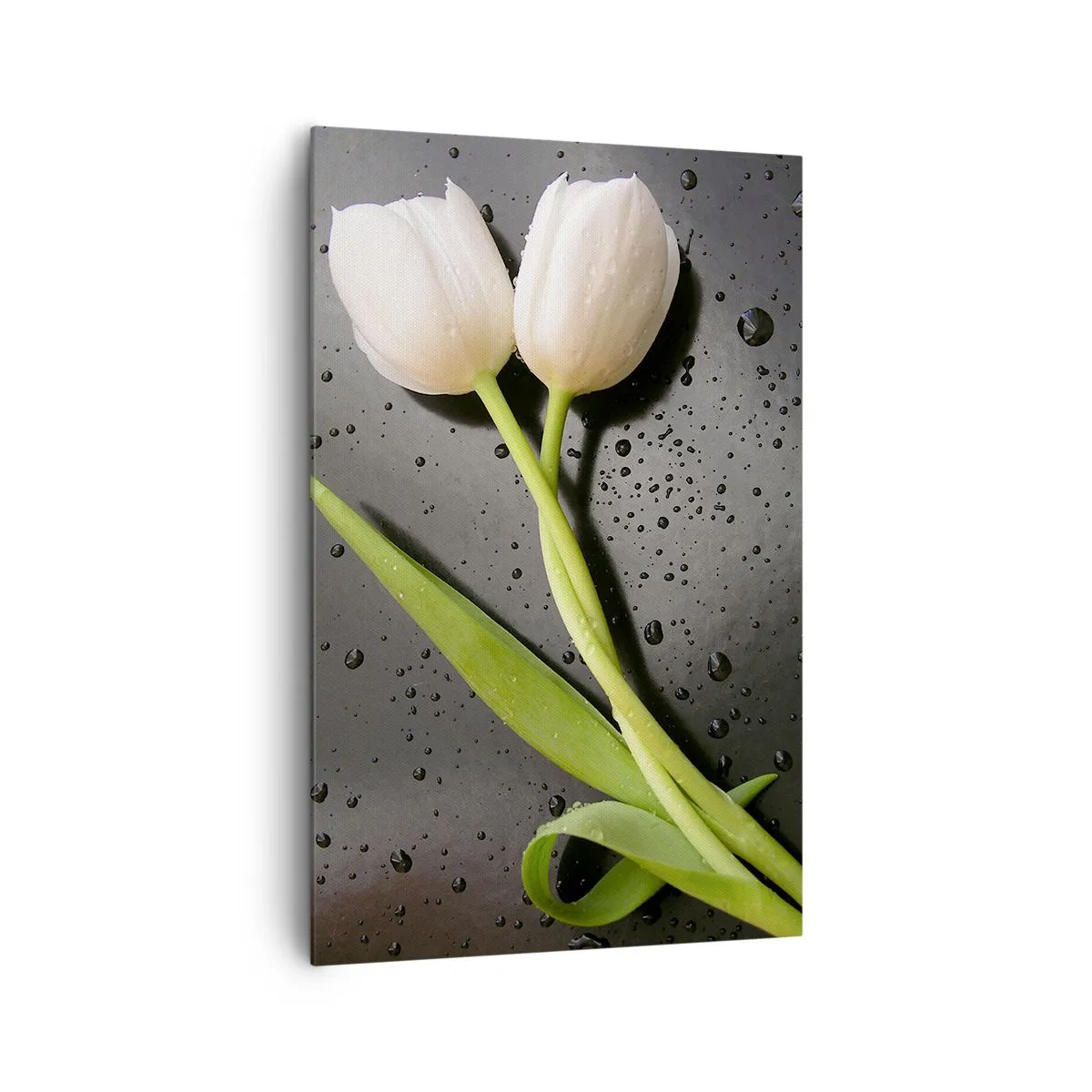 Impression sur toile - Image sur toile - Tulipes blanches sur fond noir avec des gouttes d'eau - 80x120cm - Tissage de printemps - Décoration murale moderne pour le salon et la chambre ARTTOR