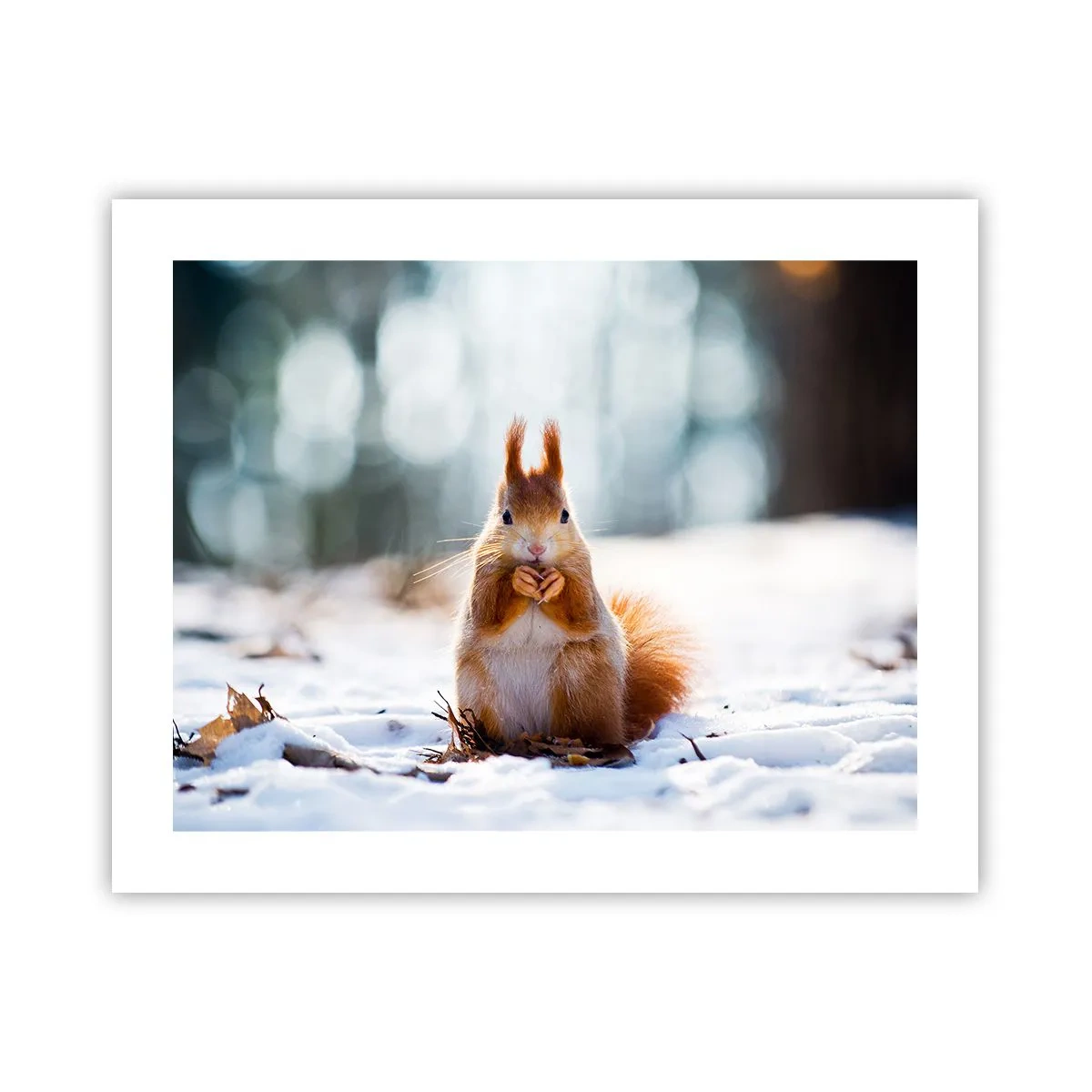 Affiche - Poster - Qu'est ce que tu regardes comme ça? - 50x40 cm