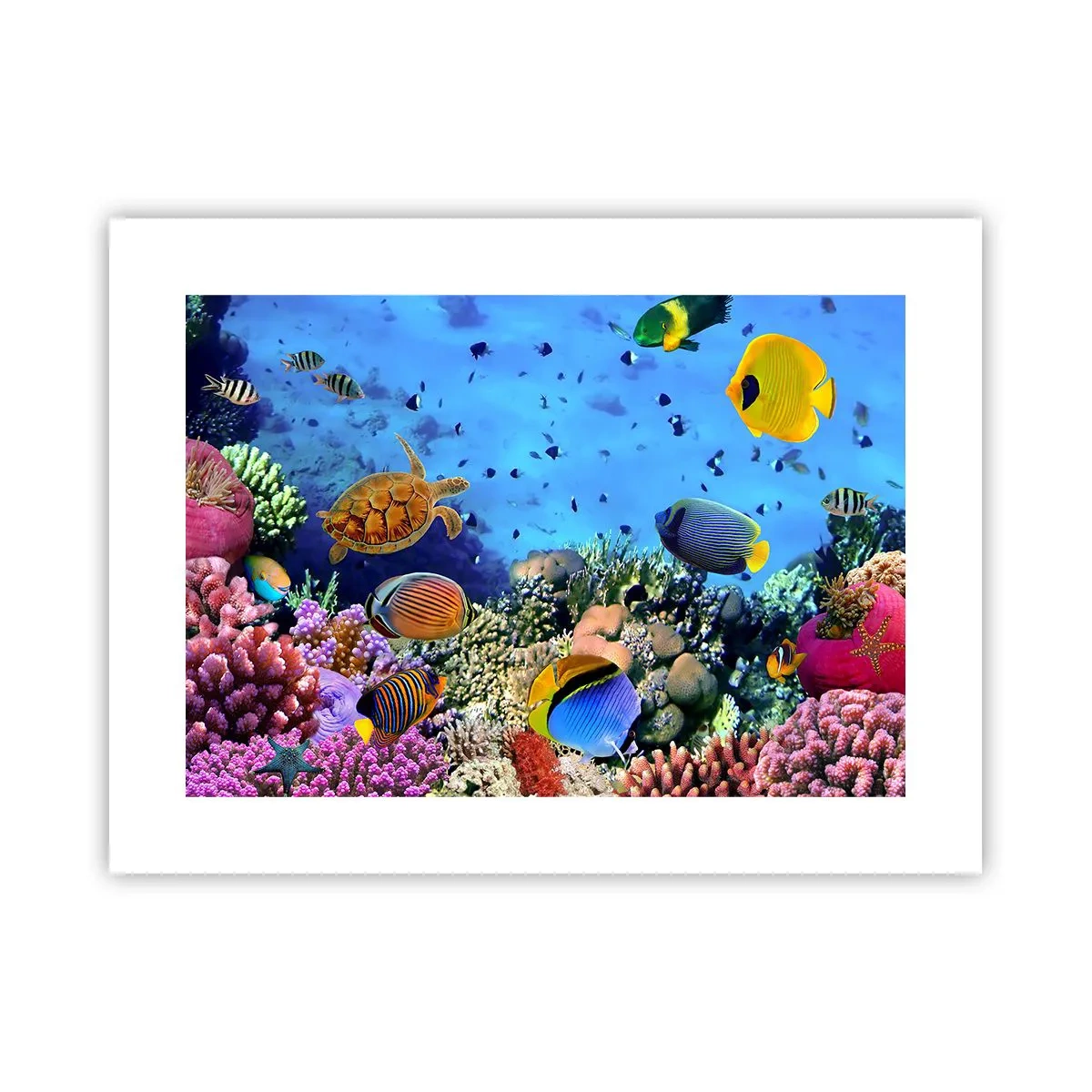 Affiche - Poster - Et que sait-on de la vie… - 40x30 cm