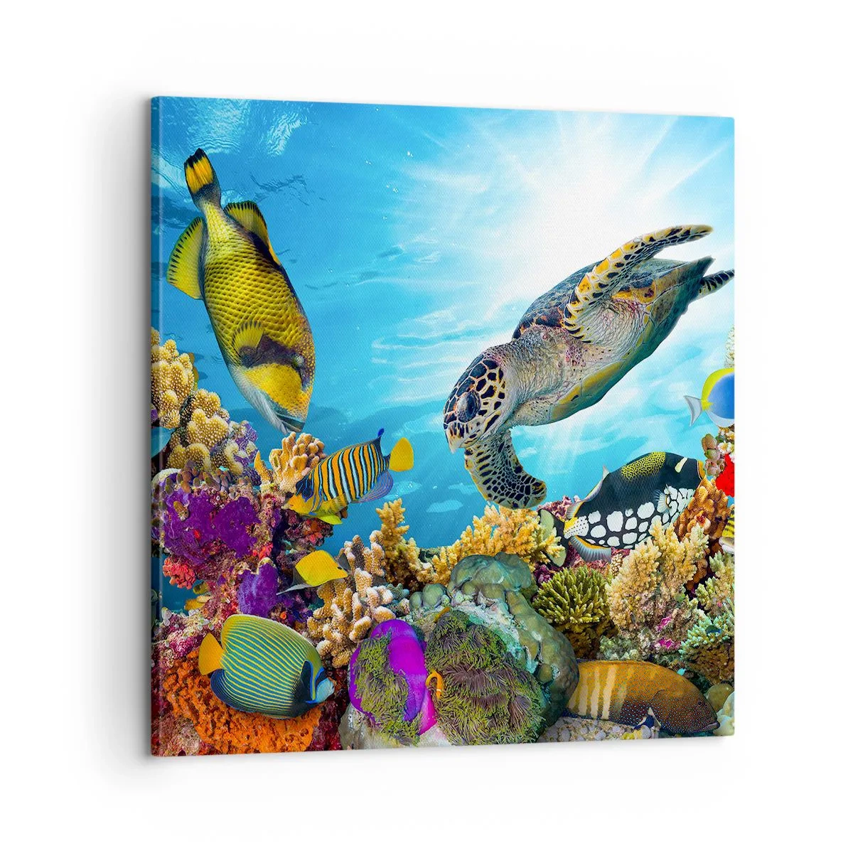 Impression sur toile - Image sur toile - Promenade de corail - 60x60 cm