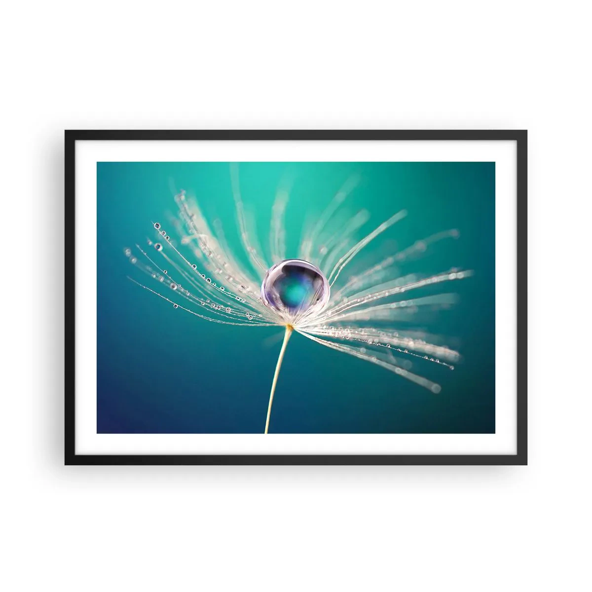 Affiche dans un cadre noir - Poster - Macro d'une goutte d'eau sur une délicate graine de pissenlit - 70x50cm - Moment mystique - Décoration murale moderne pour le salon et la chambre ARTTOR