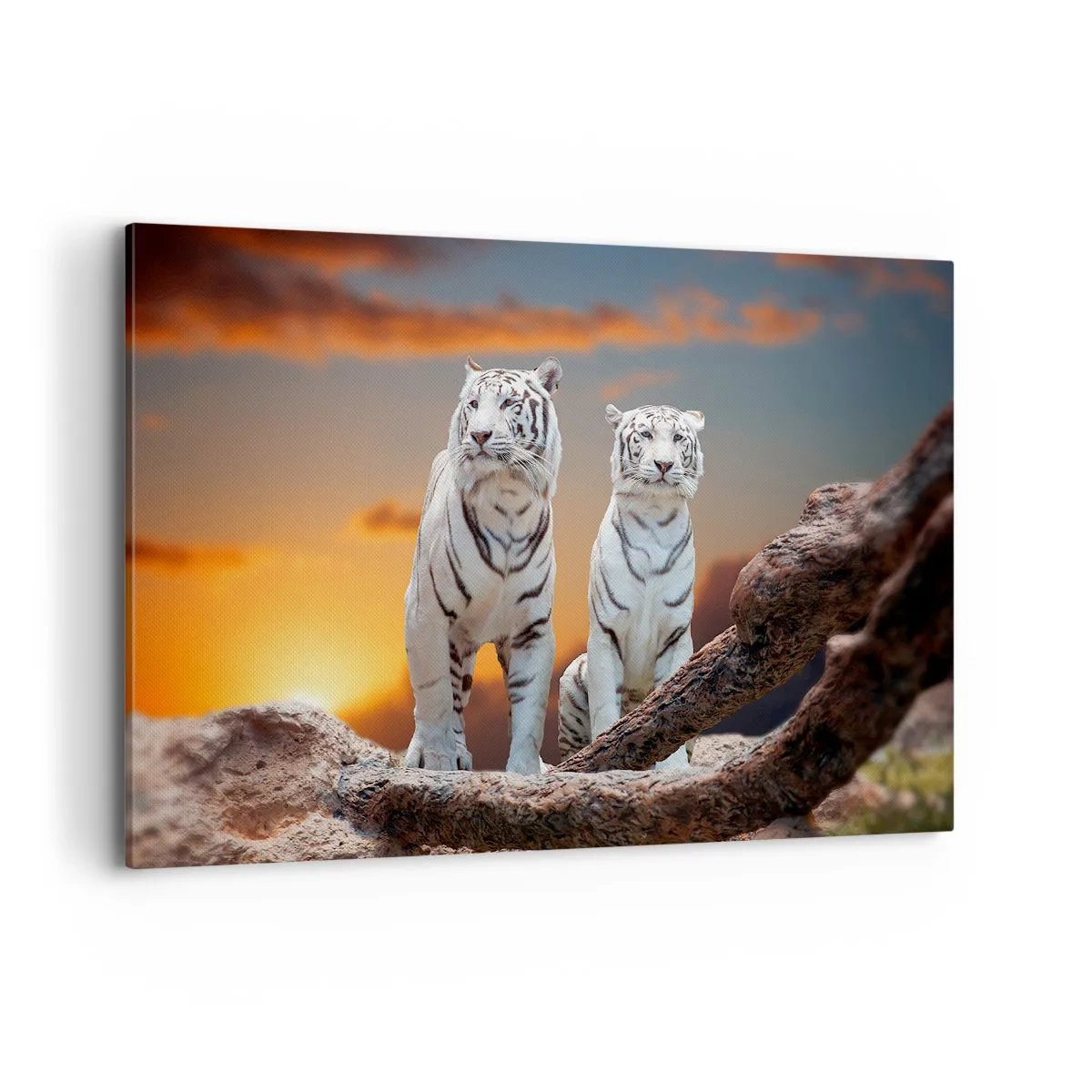 Impression sur toile - Image sur toile - Tigres blancs au soleil couchant sur fond de nature - 120x80cm - Tout comme à Narnia - Décoration murale moderne pour le salon et la chambre ARTTOR