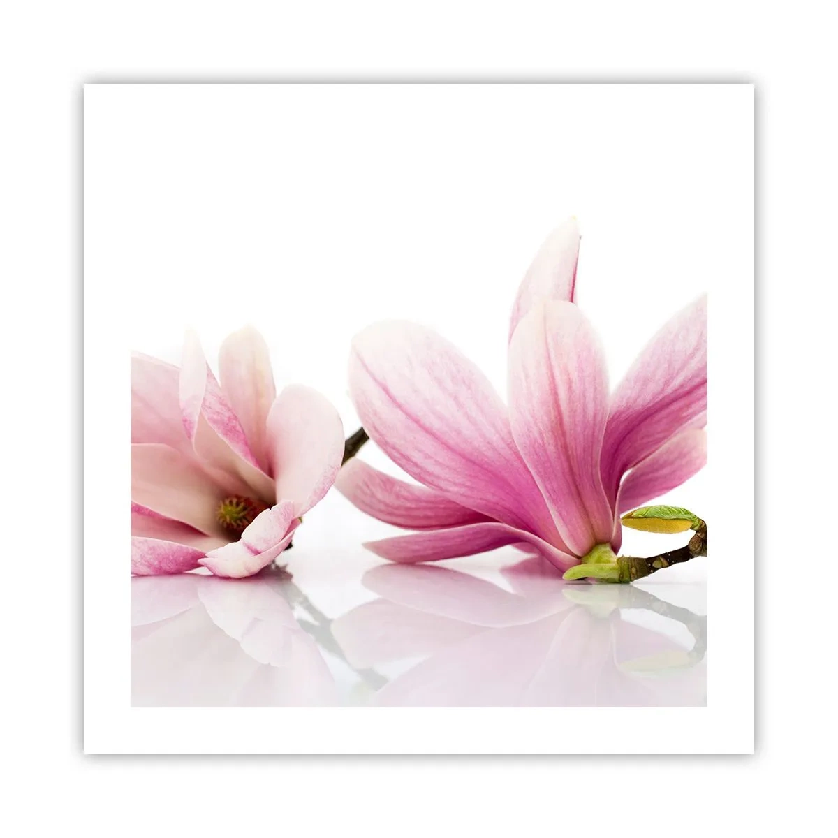 Affiche - Poster - Délicat comme une brise de printemps - 50x50 cm