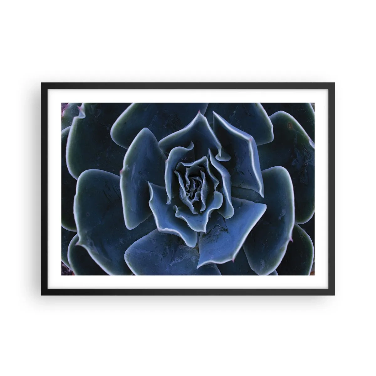 Affiche dans un cadre noir - Poster - Gros plan d'une rosette succulente verte - 70x50cm - Fleur du désert - Décoration murale moderne pour le salon et la chambre ARTTOR