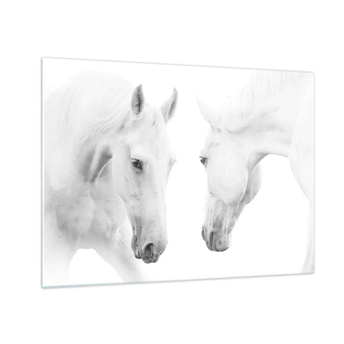 Impression sur verre - Image sur verre - Deux chevaux blancs se faisant face sur un fond clair - 70x50cm - Serait-ce de l’amitié? - Décoration murale moderne pour le salon et la chambre ARTTOR