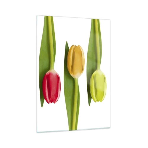 Impression sur verre - Image sur verre - Tulipes colorées disposées sur un fond blanc - 50x70cm - Composition arc-en-ciel - Décoration murale moderne pour le salon et la chambre ARTTOR