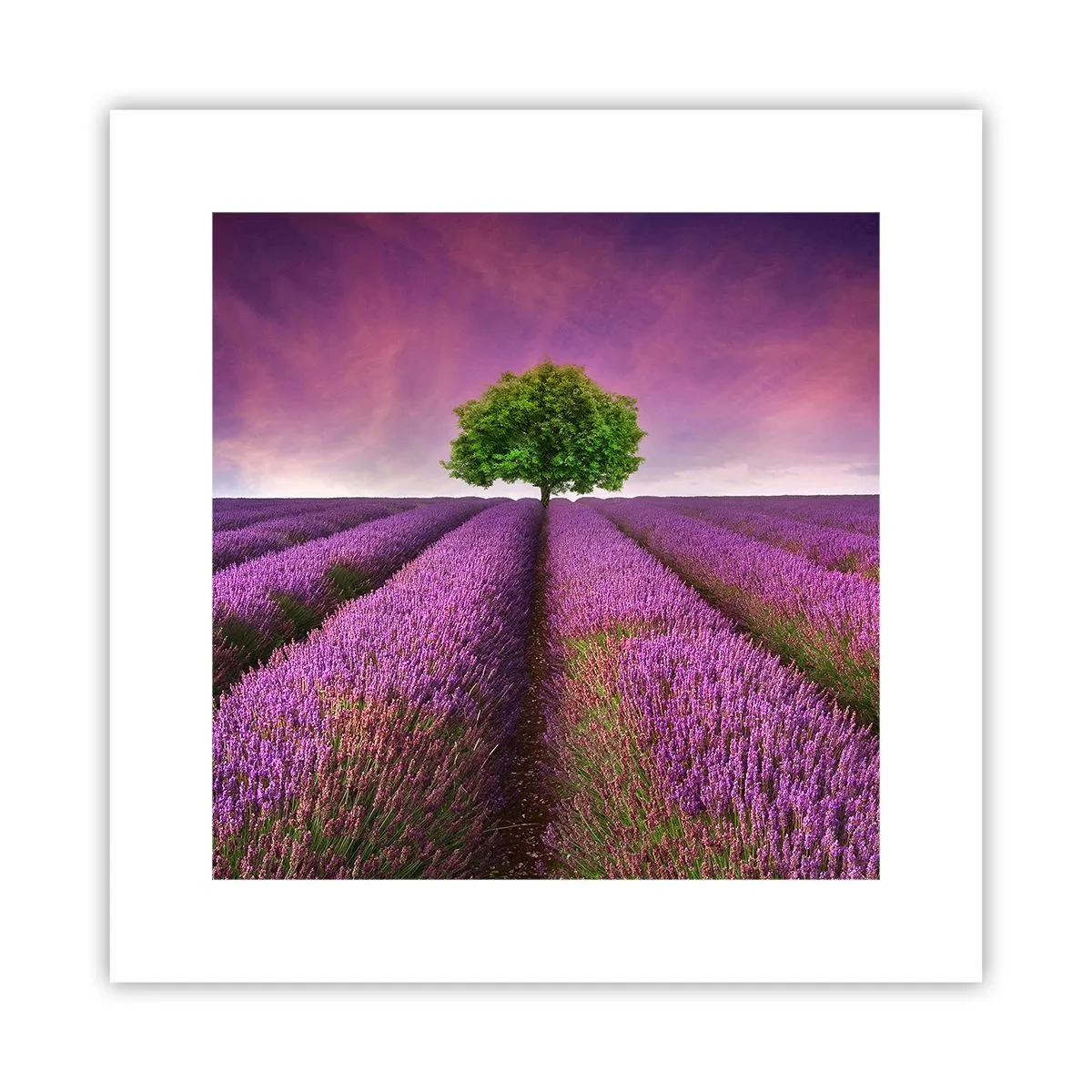 Affiche - Poster - Dans un champs de lavande - 30x30 cm