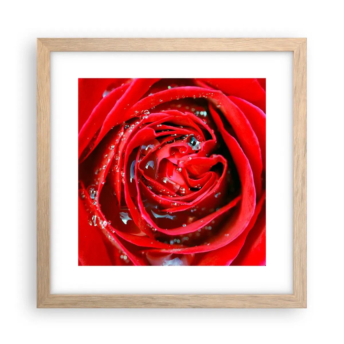 Affiche dans un chêne clair - Poster - Dans les gouttes de rosée - 30x30 cm