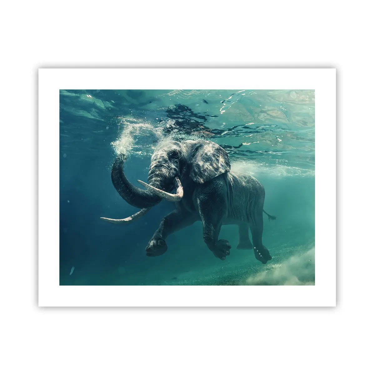 Affiche - Poster - Tout le monde aime nager - 50x40 cm