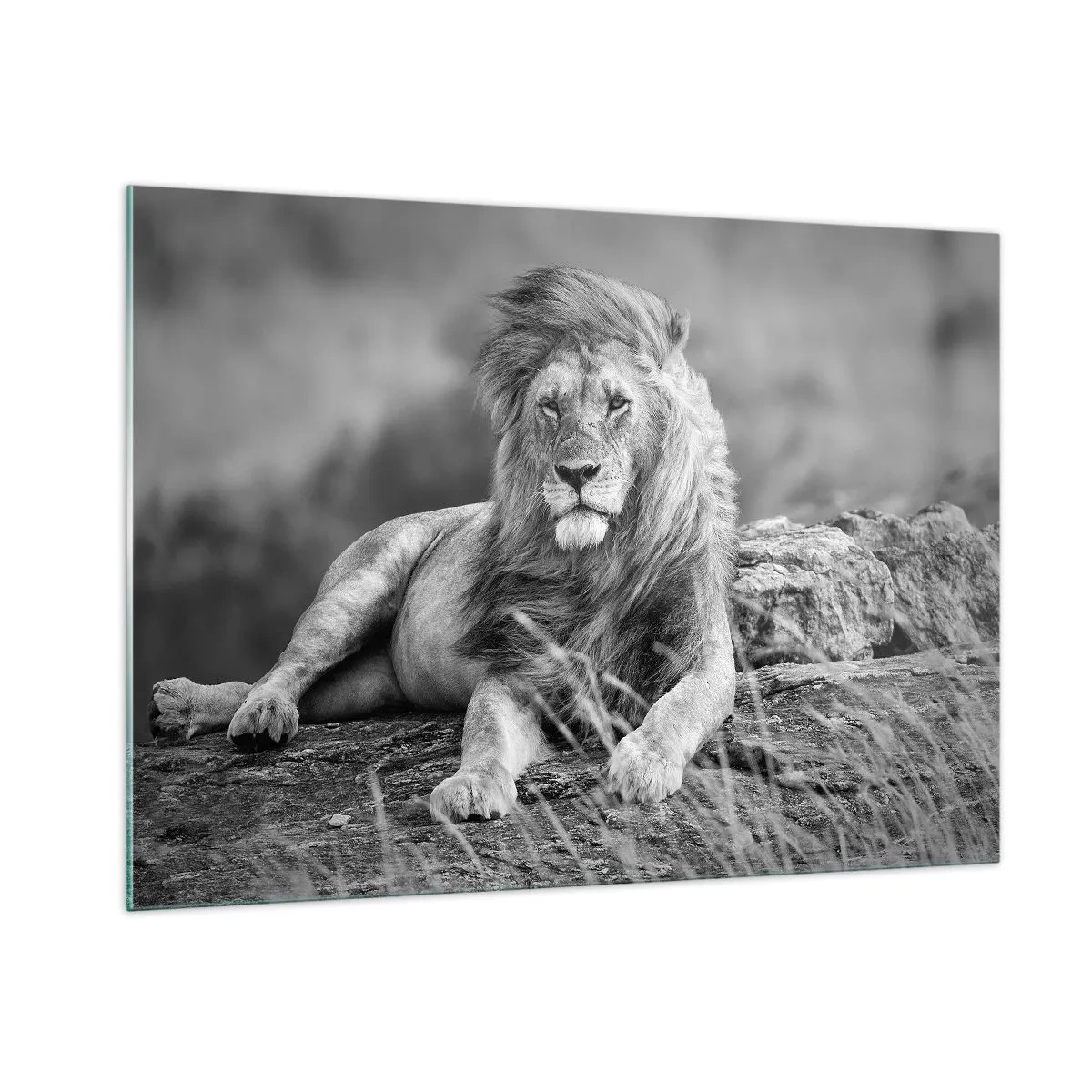 Impression sur verre - Image sur verre - Un lion reposant sur un rocher dans un paysage monochrome. - 100x70cm - Sieste royale - Décoration murale moderne pour le salon et la chambre ARTTOR