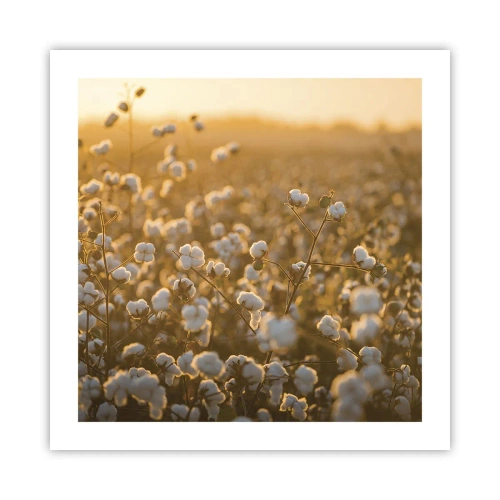 Affiche - Poster - Champ moelleux - 50x50 cm