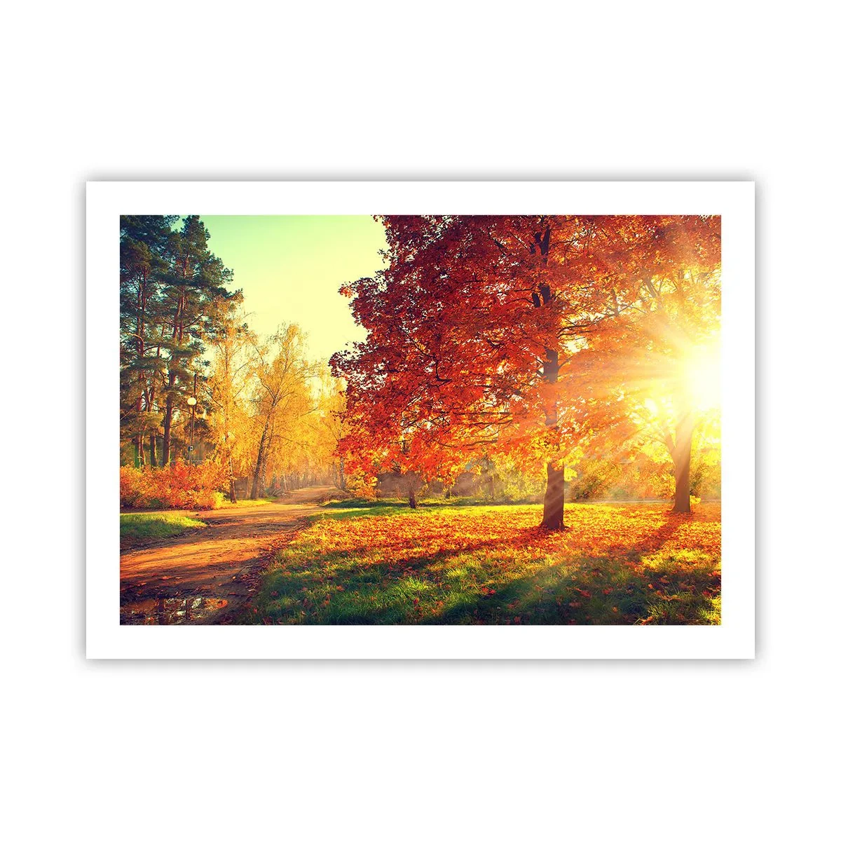 Affiche - Poster - Le roux est beau - 70x50 cm