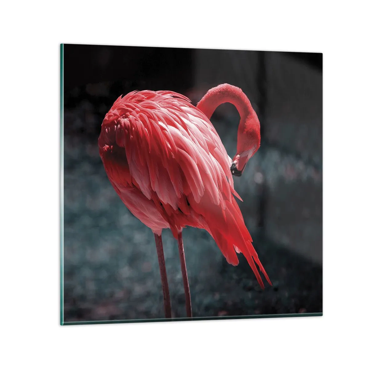 Impression sur verre - Image sur verre - Poème cramoisi de la nature - 50x50 cm