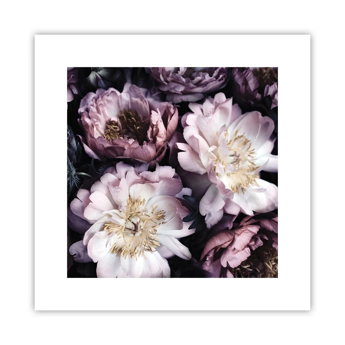 Affiche - Poster - Bouquet à l'ancienne - 30x30 cm