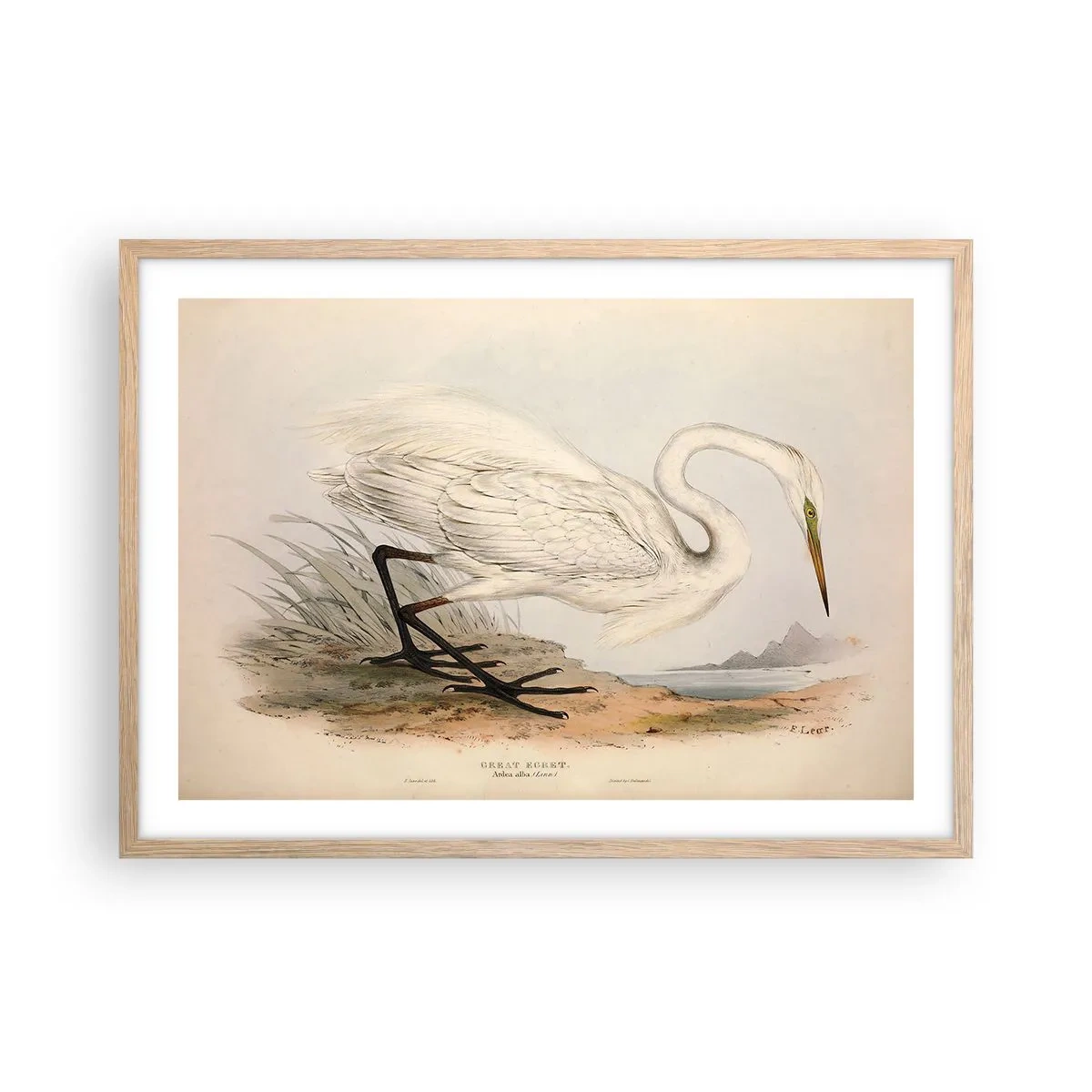 Affiche dans un chêne clair - Poster - Dame sur les joncs - 70x50 cm