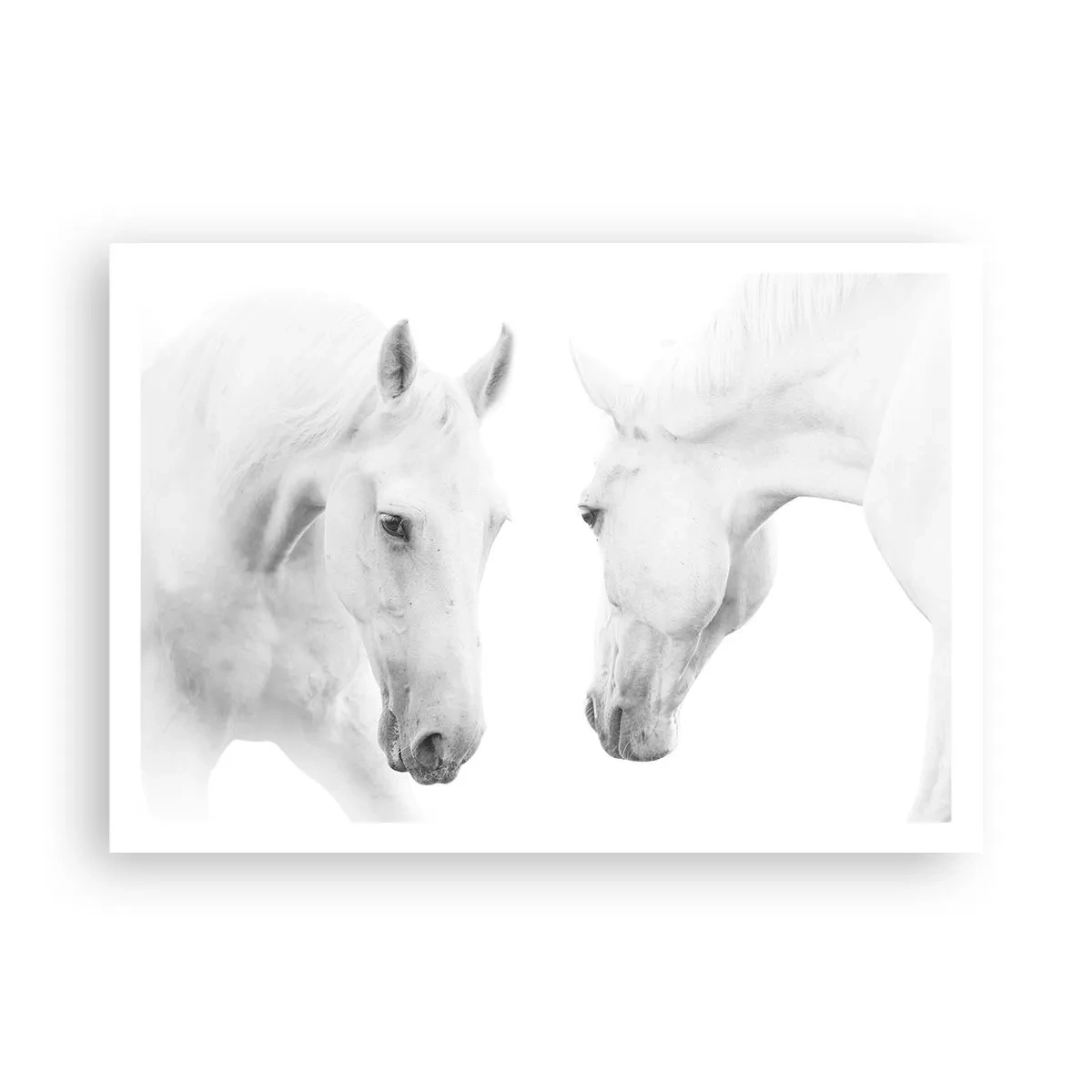 Affiche - Poster - Un portrait minimaliste de deux chevaux blancs - 100x70cm - Serait-ce de l’amitié? - Décoration murale moderne pour le salon et la chambre ARTTOR