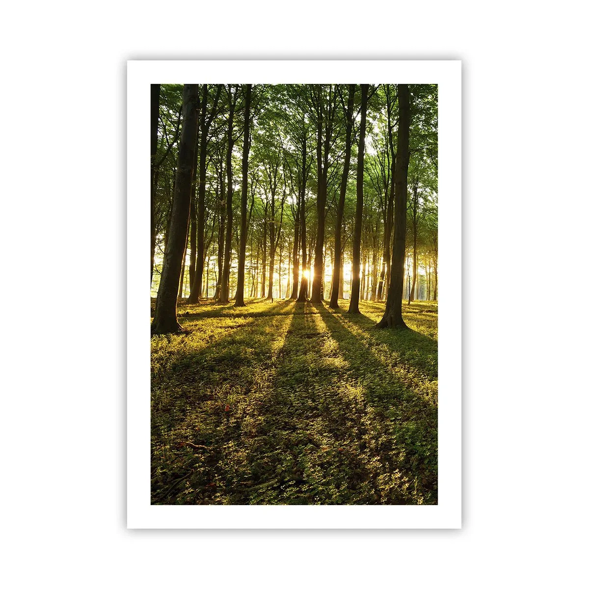 Affiche - Poster - Une forêt illuminée par les rayons du soleil couchant - 50x70cm - Toutes les photographies de printemps - Décoration murale moderne pour le salon et la chambre ARTTOR