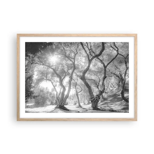 Affiche dans un chêne clair - Poster - Dans l'oliveraie - 70x50 cm