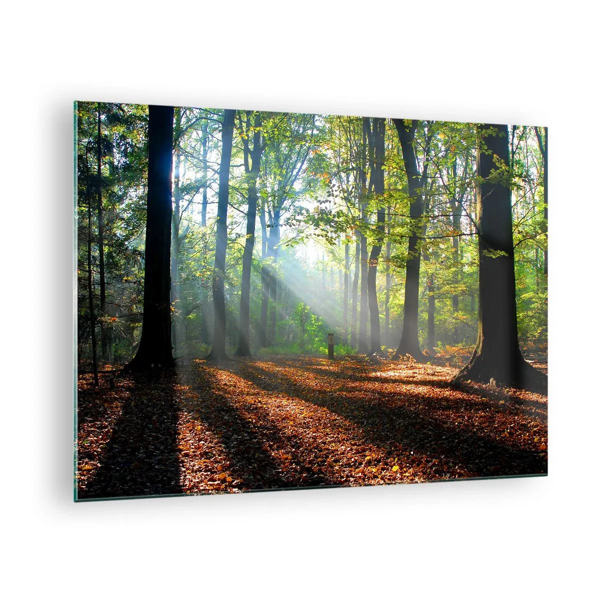 Impression sur verre - Image sur verre - Une forêt sous les rayons du soleil dans un paysage d'automne - 70x50cm - Ombres et lumières - Décoration murale moderne pour le salon et la chambre ARTTOR