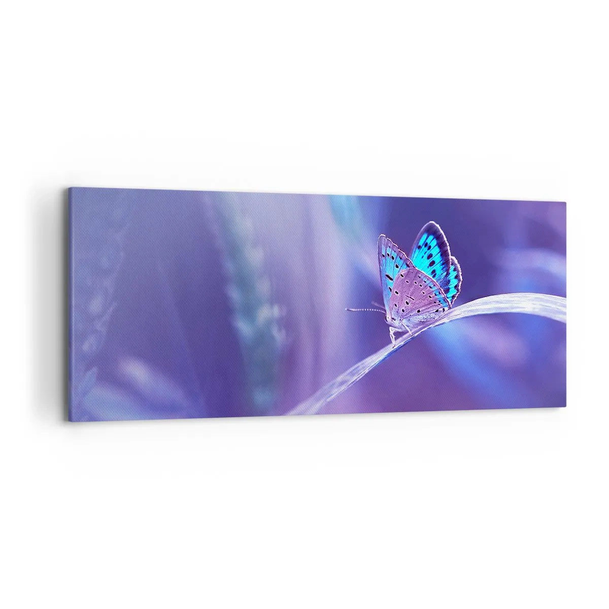 Impression sur toile - Image sur toile - Un délicat papillon bleu sur une tige dans une lumière violette - 120x50cm - Un joyau de la nature - Décoration murale moderne pour le salon et la chambre ARTTOR