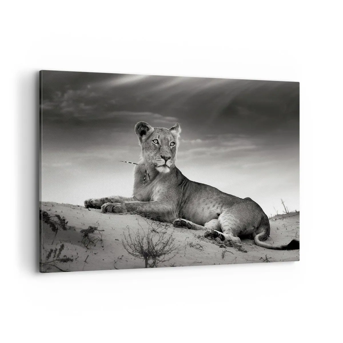 Impression sur toile - Image sur toile - Portrait noir et blanc d'une lionne dans la savane - 120x80cm - La reine du désert reste - Décoration murale moderne pour le salon et la chambre ARTTOR
