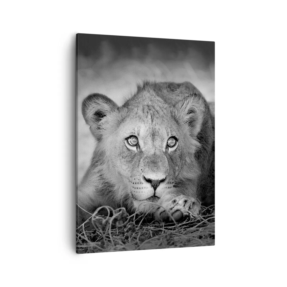 Impression sur toile - Image sur toile - Portrait monochrome d'un jeune lion couché - 50x70cm - Chiot royal - Décoration murale moderne pour le salon et la chambre ARTTOR