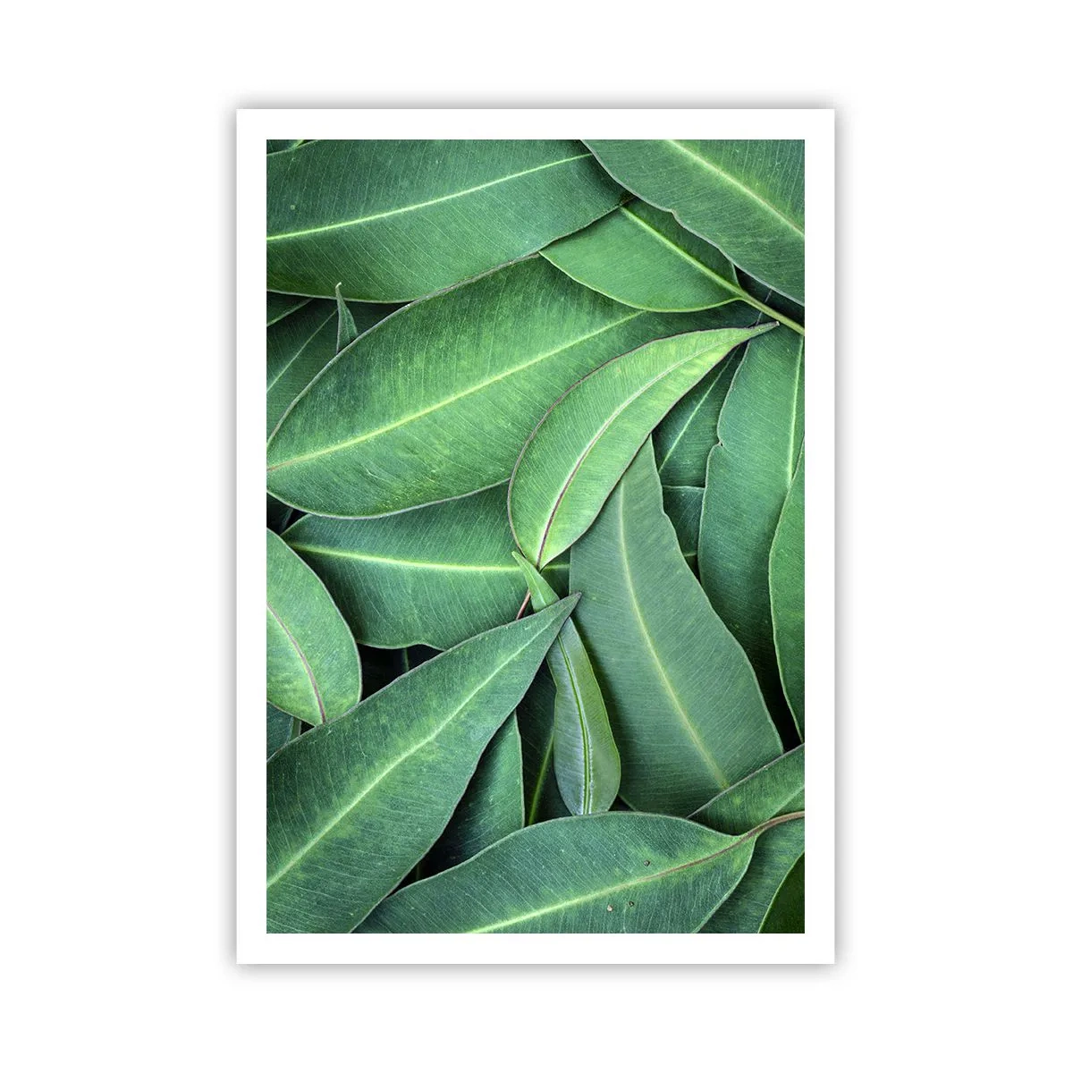 Affiche - Poster - Juteux et frais - 70x100 cm