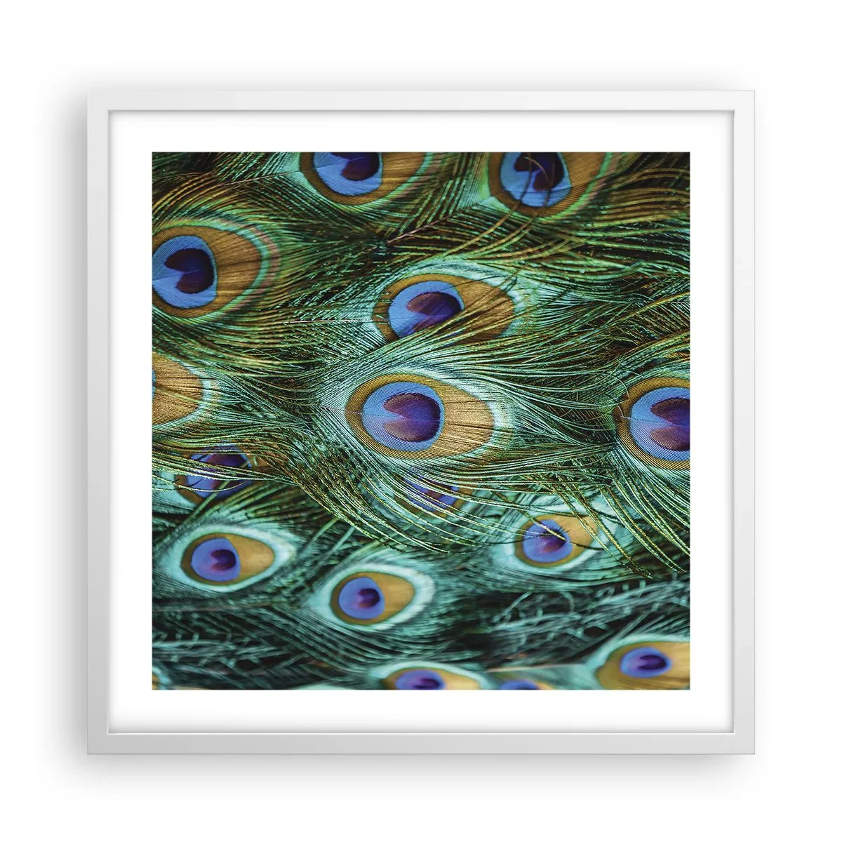 Affiche dans un cadre blanc - Poster - Un regard de paon - 50x50 cm