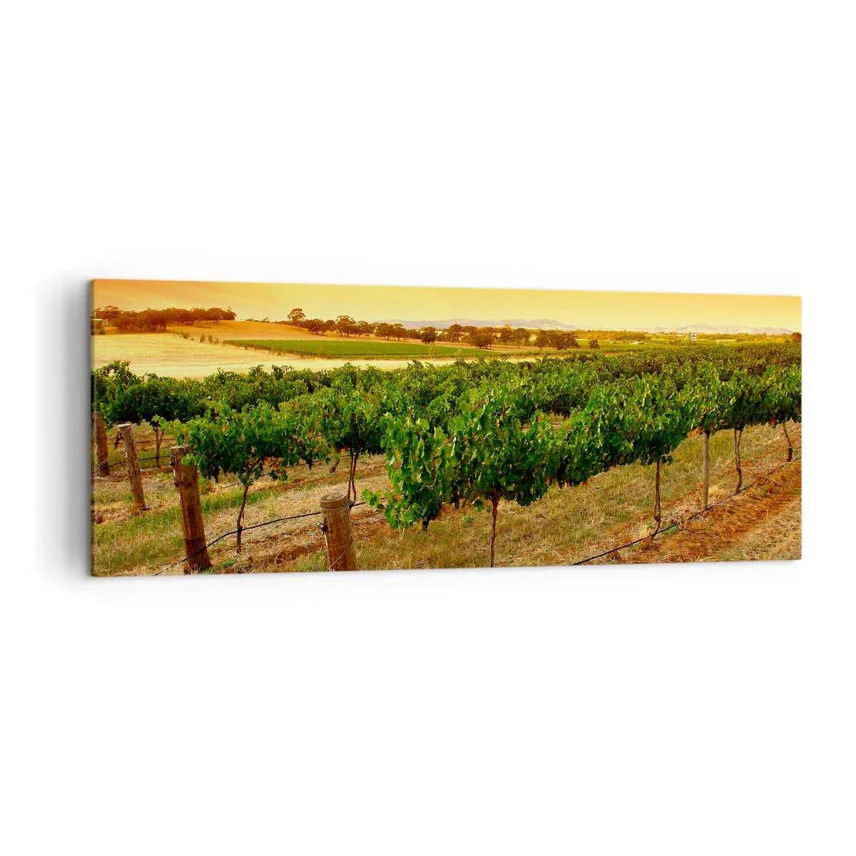 Impression sur toile - Image sur toile - Vignes dans une plantation au coucher du soleil doré - 140x50cm - S'abreuver du soleil - Décoration murale moderne pour le salon et la chambre ARTTOR