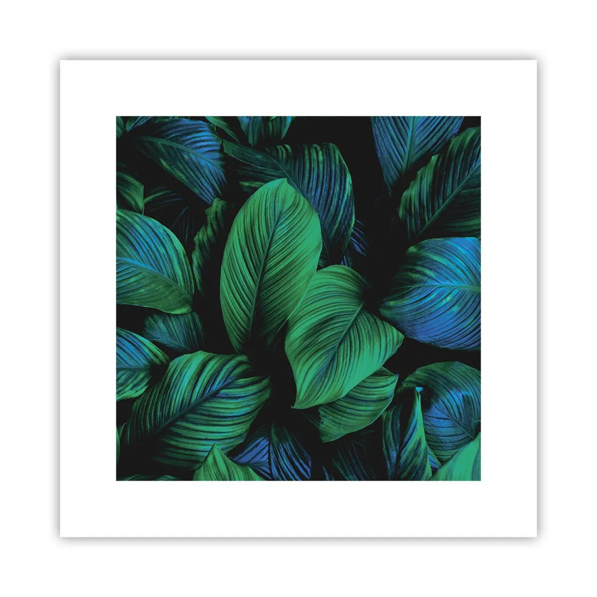 Affiche - Poster - Dans la foule verte - 30x30 cm