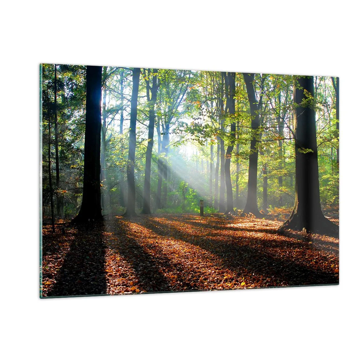 Impression sur verre - Image sur verre - Une forêt sous les rayons du soleil dans un paysage d'automne - 120x80cm - Ombres et lumières - Décoration murale moderne pour le salon et la chambre ARTTOR